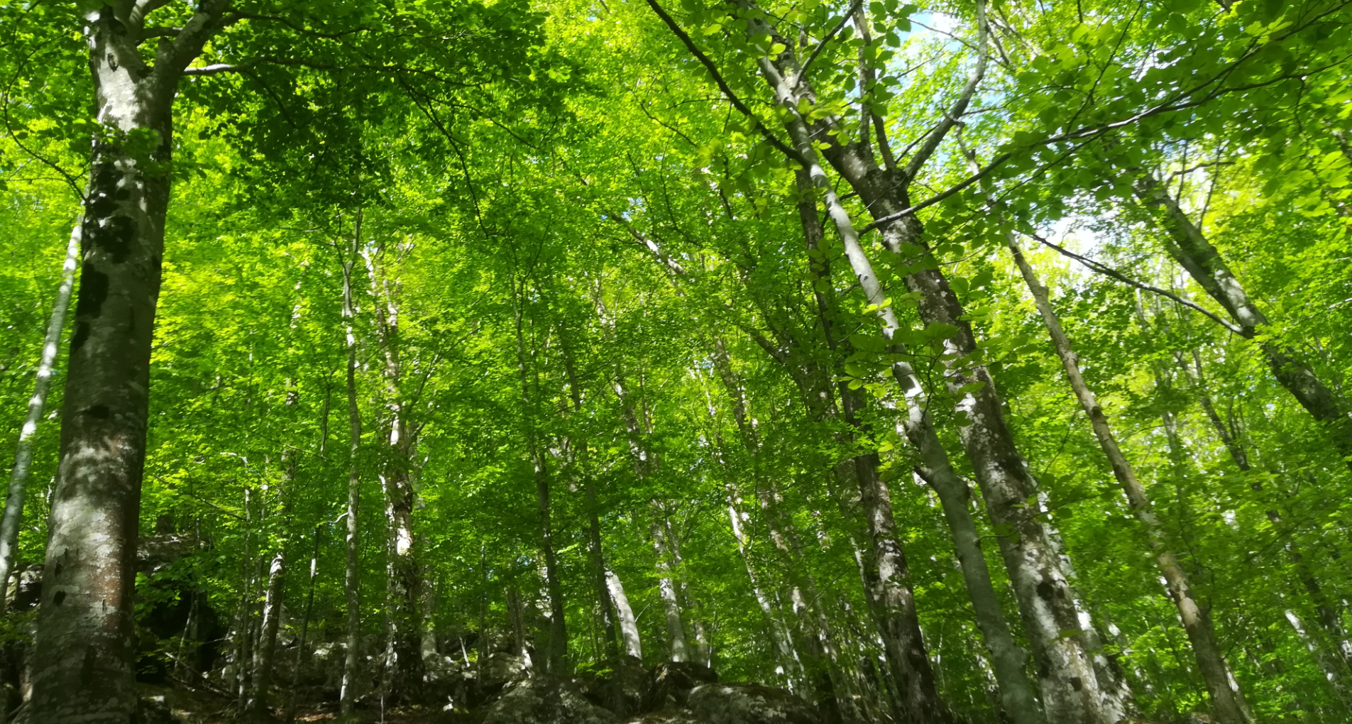Foresta di faggi con fogliame verde e denso, vista dal basso verso l'alto in una giornata soleggiata.