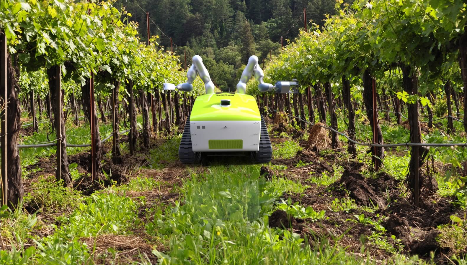 Robot agricolo in un vigneto, tra filari verdi, automatizza raccolta e cura delle viti.