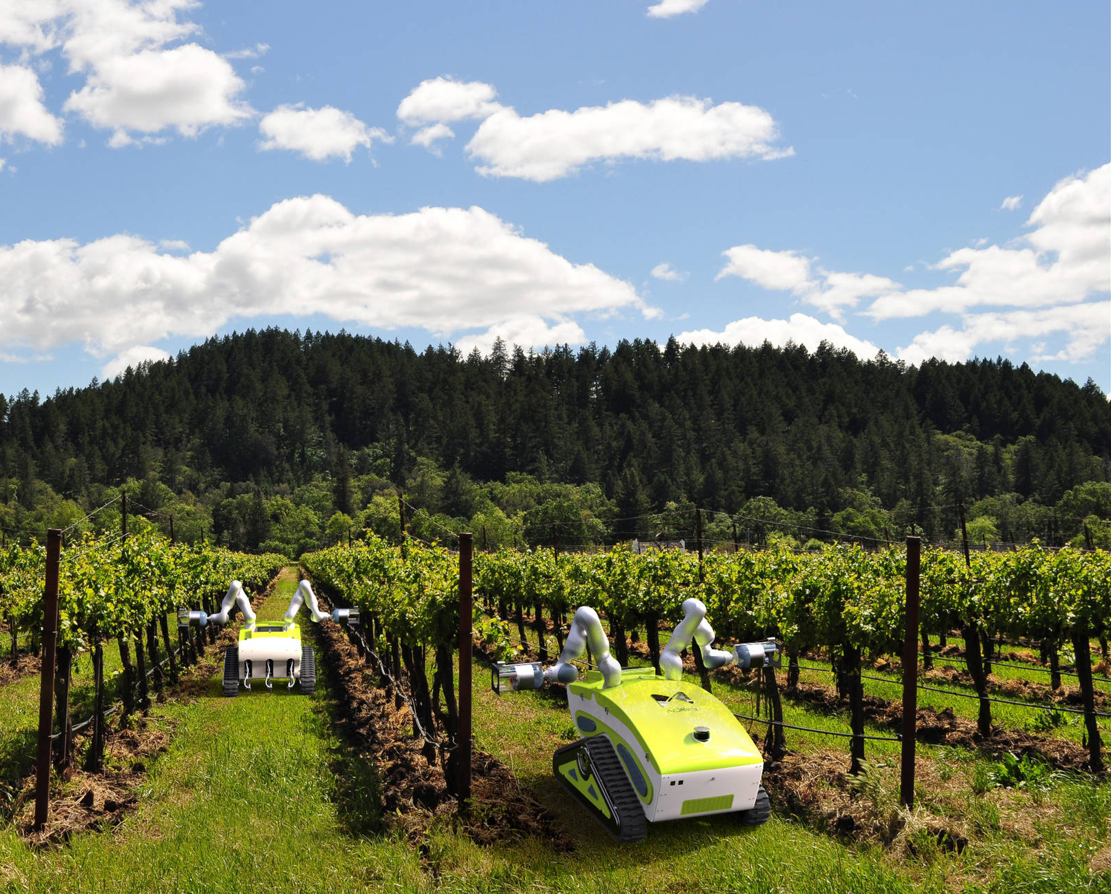 Robot agricoli gialli lavorano tra filari di vigneti sotto un cielo blu e alberi sullo sfondo.