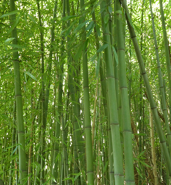 Denso boschetto di bambù verde brillante illuminato dalla luce solare, con fusti alti e foglie lussureggianti.
